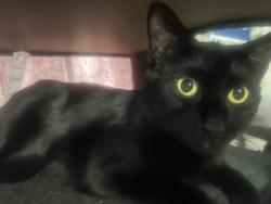 Lost Male Cat last seen Maple and Egg Harbor Road, Hamilton, NJ 08330