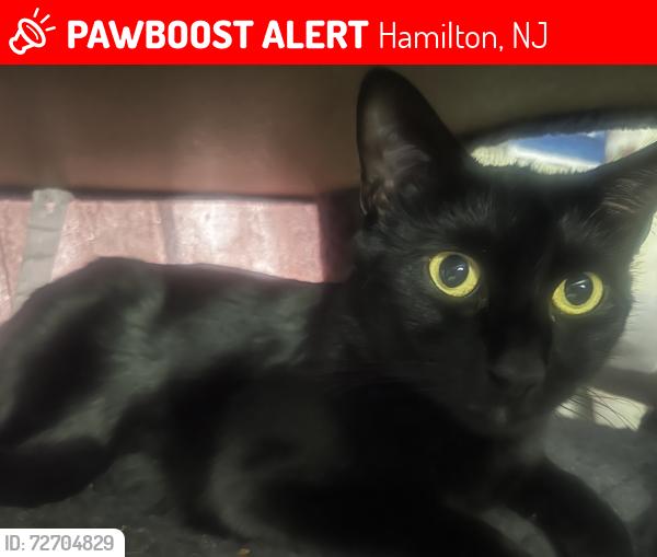 Lost Male Cat last seen Maple and Egg Harbor Road, Hamilton, NJ 08330