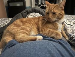 Lost Male Cat last seen Francis, woodside , Spokane, WA 99208