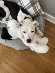 Lost Male Dog last seen Near gladden dr, Louisville, KY 40218