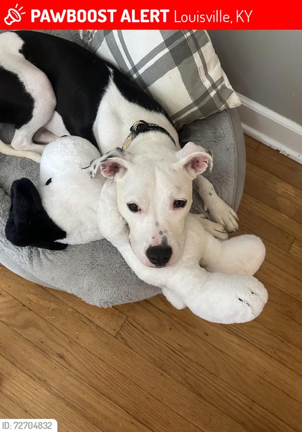 Lost Male Dog last seen Near gladden dr, Louisville, KY 40218