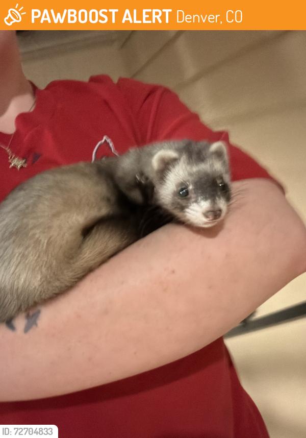 Lost Unknown Ferret last seen Parker & Beeler , Denver, CO 80247