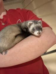 Lost Unknown Ferret last seen Parker & Beeler , Denver, CO 80247