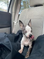 Found/Stray Female Dog last seen Found a mile from 60th on the street of Columbia blvd, Portland, OR 97203