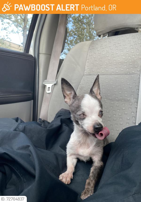 Found/Stray Female Dog last seen Found a mile from 60th on the street of Columbia blvd, Portland, OR 97203