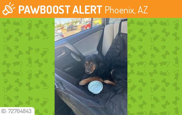Found/Stray Male Dog last seen Lincoln Drive and 22nd street, Phoenix, AZ 85016