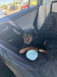 Found/Stray Male Dog last seen Lincoln Drive and 22nd street, Phoenix, AZ 85016