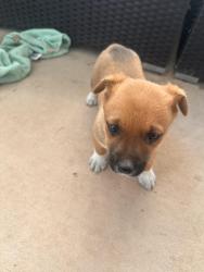 Found/Stray Female Dog last seen Near E 91st St Tulsa, OK  74137 United States, Tulsa, OK 74137