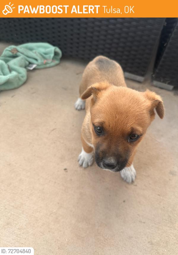 Found/Stray Female Dog last seen Near E 91st St Tulsa, OK  74137 United States, Tulsa, OK 74137