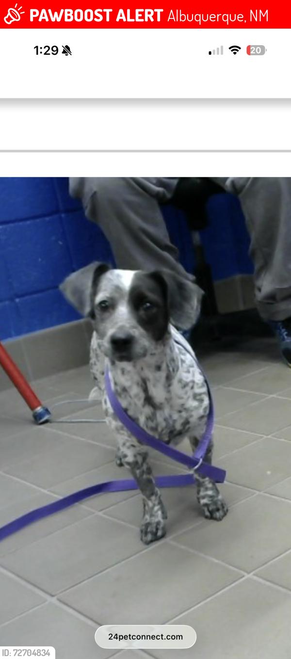 Lost Female Dog last seen Eastside Animal Shelter, Albuquerque, NM 87112