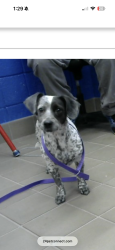 Lost Female Dog last seen Eastside Animal Shelter, Albuquerque, NM 87112