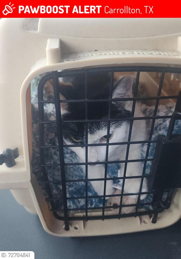 Lost Female Cat last seen Cambridgeshire dr and frankford rd, Carrollton, TX 75007