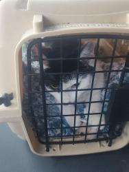 Lost Female Cat last seen Cambridgeshire dr and frankford rd, Carrollton, TX 75007