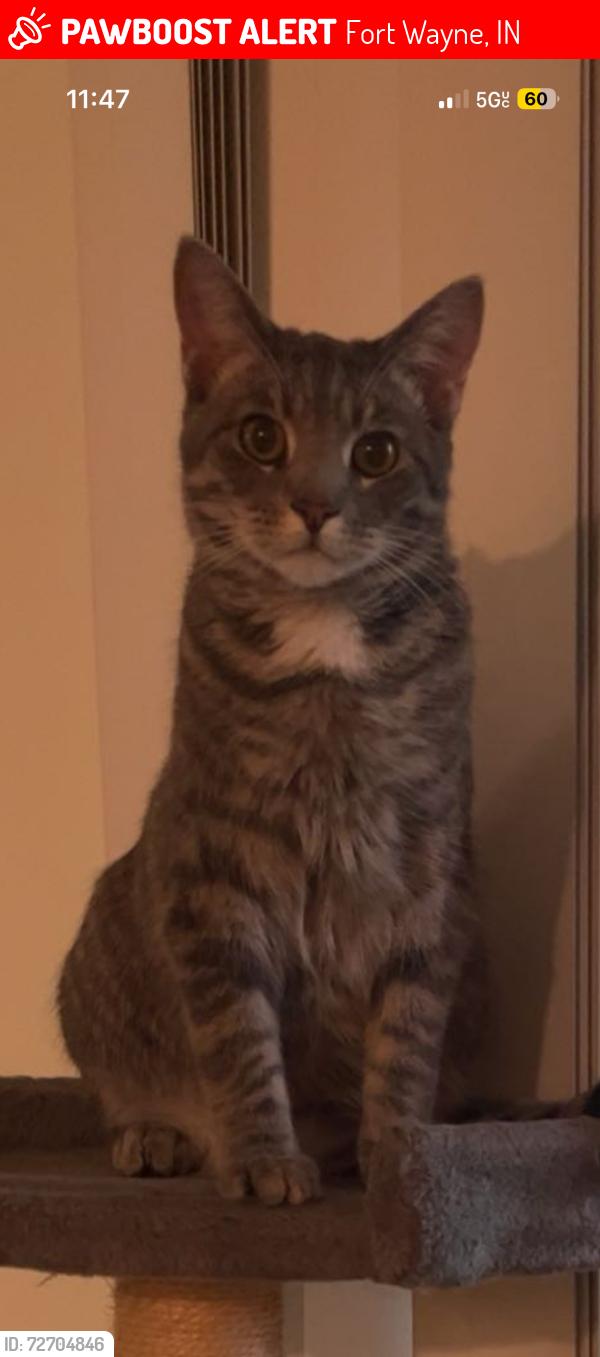 Lost Male Cat last seen Near East Hoover Drive, Fort Wayne, Indiana, Fort Wayne, IN 46816