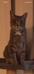 Lost Male Cat last seen Near East Hoover Drive, Fort Wayne, Indiana, Fort Wayne, IN 46816