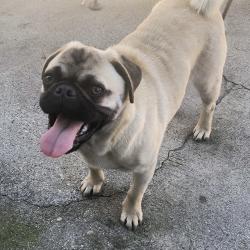 Found/Stray Male Dog last seen W Arbor Vitae St and Oak St, Inglewood, CA 90301