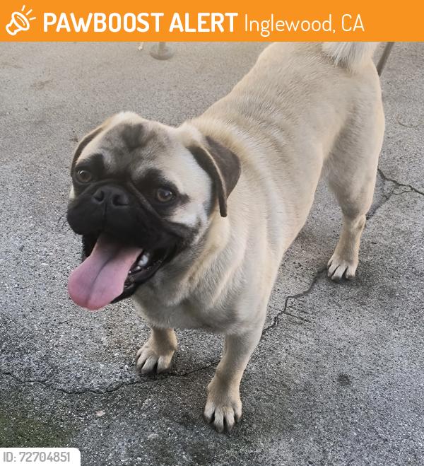 Found/Stray Male Dog last seen W Arbor Vitae St and Oak St, Inglewood, CA 90301