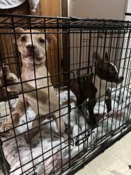 Found/Stray Male Dog last seen Keller Springs and Whitlock , Carrollton, TX 75006