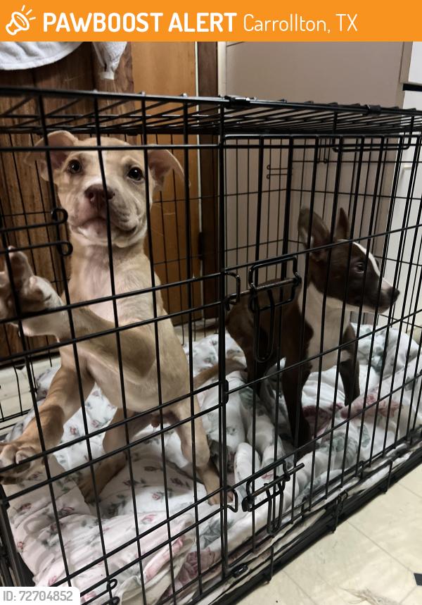 Found/Stray Male Dog last seen Keller Springs and Whitlock , Carrollton, TX 75006