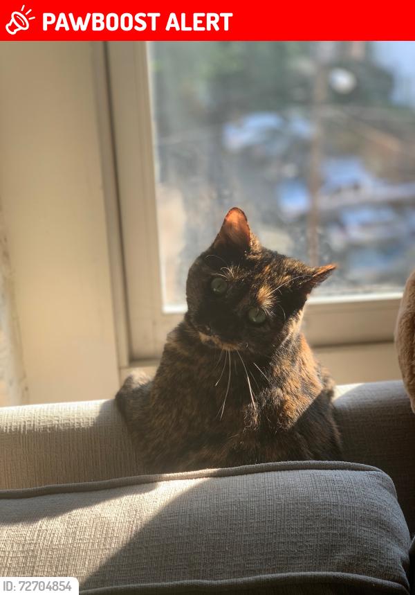 Lost Female Cat last seen Washington grove Housing office, Fort Gregg-Adams, VA 23801