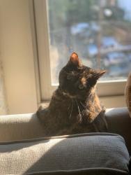 Lost Female Cat last seen Washington grove Housing office, Fort Gregg-Adams, VA 23801