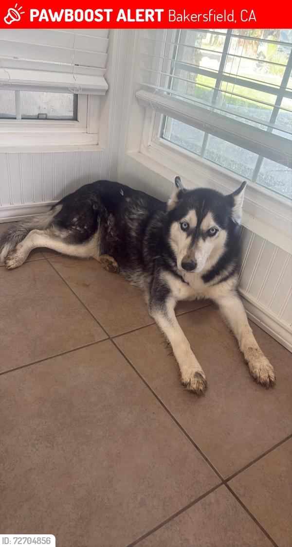 Lost Female Dog last seen Norris , Bakersfield, CA 93308