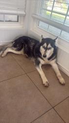 Lost Female Dog last seen Norris , Bakersfield, CA 93308