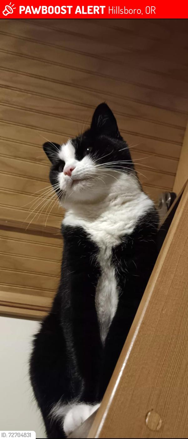 Lost Female Cat last seen Near E Main St, Hillsboro, OR 97123
