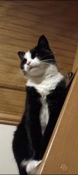 Lost Female Cat last seen Near E Main St, Hillsboro, OR 97123