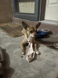Found/Stray Male Dog last seen Louisiana and Mountain, Albuquerque, NM 87110