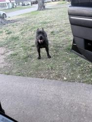 Found/Stray Female Dog last seen She was barking in front of my hse , Oklahoma City, OK 73122