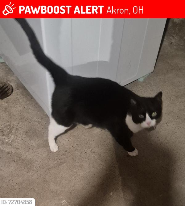 Lost Male Cat last seen Helmsdale Dr., Akron, OH 44312