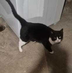 Lost Male Cat last seen Helmsdale Dr., Akron, OH 44312