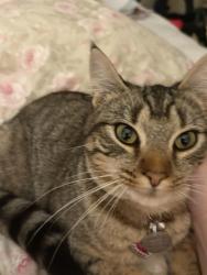 Lost Female Cat last seen College St. & Yelm Hwy, Lacey, WA 98503