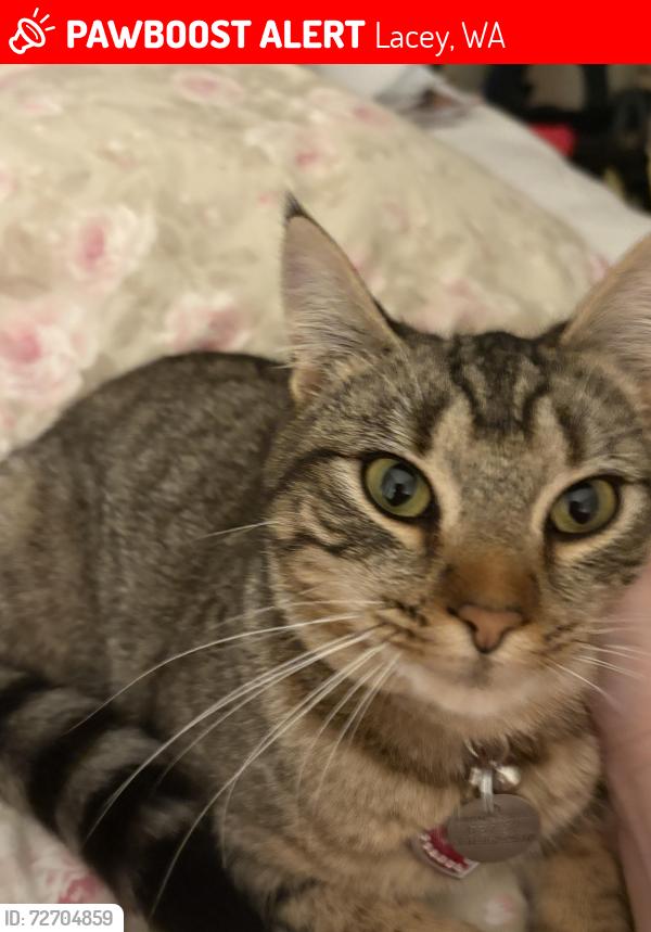 Lost Female Cat last seen College St. & Yelm Hwy, Lacey, WA 98503