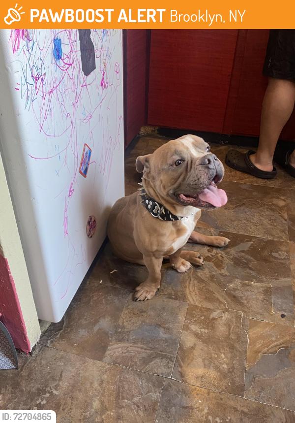 Found/Stray Male Dog last seen Deadend near Powell st , Brooklyn, NY 11216