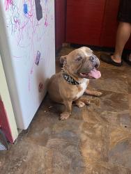 Found/Stray Male Dog last seen Deadend near Powell st , Brooklyn, NY 11216