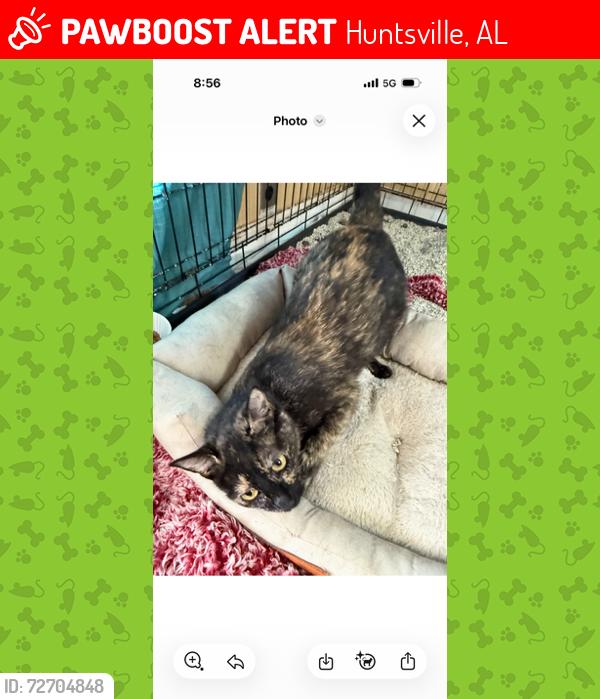 Lost Female Cat last seen South Memorial Parkway and Magna Carta (near Taco Bell), Huntsville, AL 35803