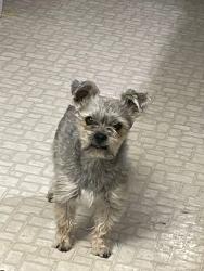 Lost Male Dog last seen moss, Odessa, TX 79763