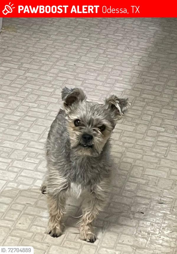 Lost Male Dog last seen moss, Odessa, TX 79763