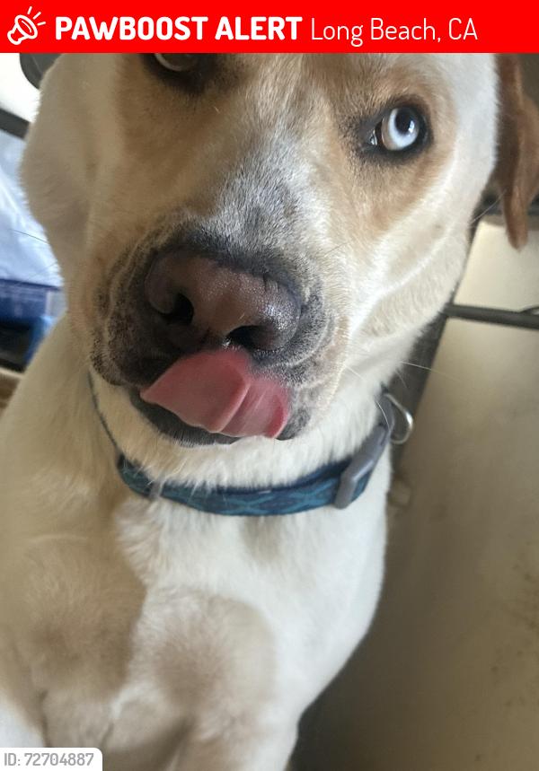 Lost Male Dog last seen Bonito 4th, Long Beach, CA 90802