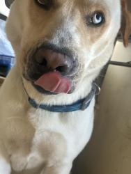 Lost Male Dog last seen Bonito 4th, Long Beach, CA 90802