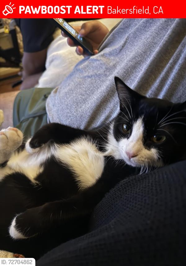 Lost Female Cat last seen Wilderness dr and reliance dr, Bakersfield, CA 93313