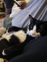 Lost Female Cat last seen Wilderness dr and reliance dr, Bakersfield, CA 93313