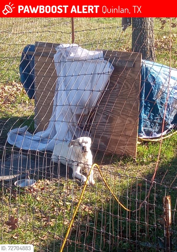 Lost Male Dog last seen Chapel road, Quinlan, TX 75474