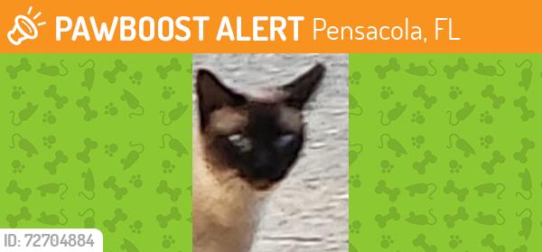 Found/Stray Female Cat last seen Hwy 98, Pensacola, FL 32501