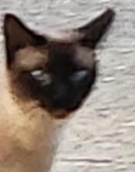 Found/Stray Female Cat last seen Hwy 98, Pensacola, FL 32501