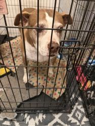 Found/Stray Female Dog last seen Corian glen, Kirby, TX 78219