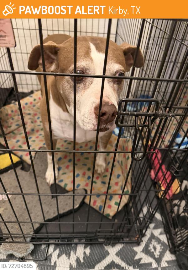 Found/Stray Female Dog last seen Corian glen, Kirby, TX 78219