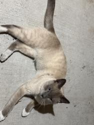 Found/Stray Male Cat last seen Los Palmares Subdivision, Laredo, TX 78045